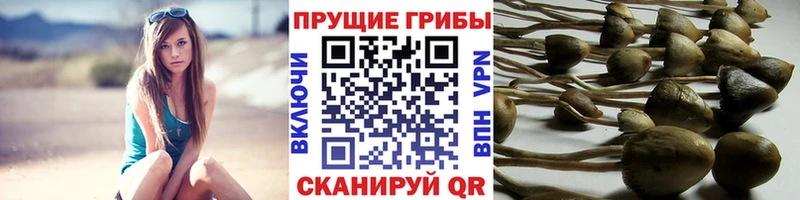 Галлюциногенные грибы Psilocybine cubensis Ясногорск